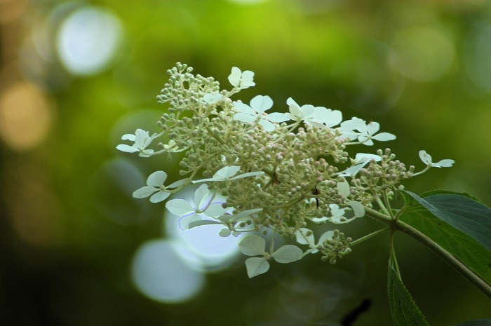 梅雨に入る頃、ノリウツギの純白の花々があちこちで見られるようになりました(2026年7月11日)。