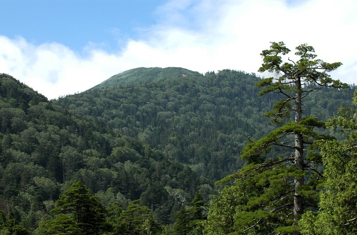 上田代湿原手前より燧ケ岳(標高2356m)の姿を望んで(2026年7月28日)。