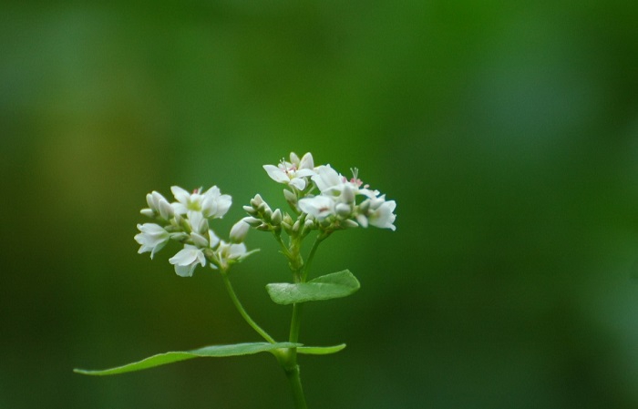 蕎麦の花も本当に綺麗で美しいものです(2026年8月15日)。