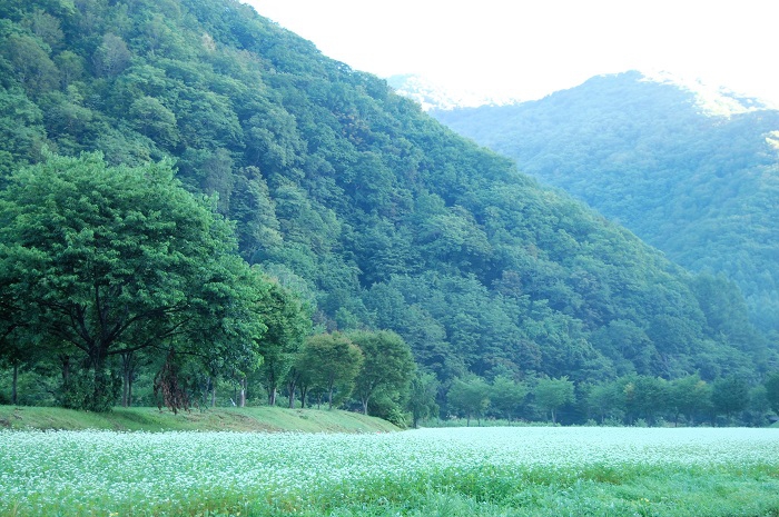 早朝に鎮守様を参拝後、檜枝岐村の蕎麦畑の光景を望んで(2026年8月18日)。