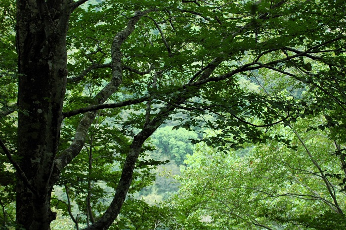 この時期、まだまだ真っ青な夏色に染まるブナの原生林（２０２６年８月２８日）。