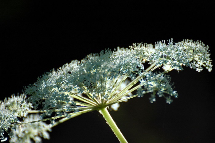 オオバセンキュウの花々も良く見ると、本当に美しい輝きを魅せる綺麗な花です（２０２６年９月１３日）。