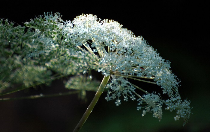 オオバセンキュウの花々が見頃を迎えていたのがこの頃でした（２０２６年９月１３日）。