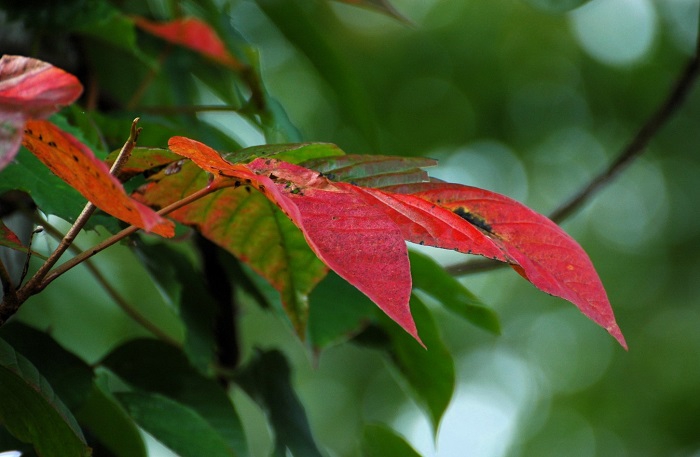 山漆の紅葉は、枯れることも多いですが、鮮やかで本当に美しいものです（２０２６年９月２５日）。