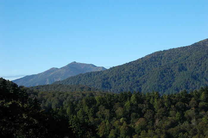 秋晴れの中、小沢平ブナ樹海ラインより深山の山々の奥に尾瀬ヶ原のシンボル、至仏山（標高２２２８ｍ）の姿を望んで（２０２６年９月２５日）。