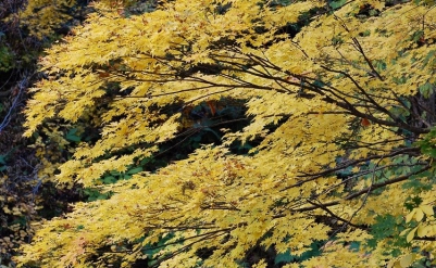 尾瀬御池登山口から小沢平間の大自然・鮮やかな紅葉
（２０１６年１０月２０日）