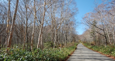 ２０１７年１０月２６日（木）のブナ平上部(標高１４５０ｍ付近）の光景です。見事に紅葉の葉は落ちて、雪を待つ初冬の光景に変わっておりました。