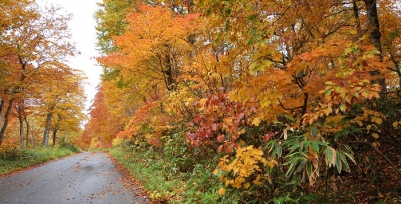 ２０１７年１０月１２日（木）今年の紅葉を望む日々の中で、この日が最高にきれいな紅葉を見ることのできた日でした。１０月１２日の小雨が降ったり、やんだりの日でしたが、この日の紅葉を撮影できて、本当にラッキーでした。