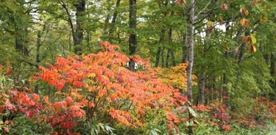 尾瀬ブナ樹海ラインの紅葉(標高約１４００ｍ付近・１０月９日）