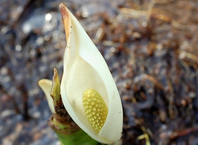 多くの残雪がまだ残る中、小さな水芭蕉を見つけました。（２０１７年４月１４日）