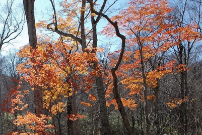 ２０１７年１０月２６日（木）にはもうブナ平の紅葉はほぼ終わり、かろうじて残っていた、わずかなモミジの光景です。