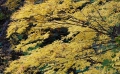 尾瀬御池登山口から小沢平間の大自然・鮮やかな紅葉
（２０１６年１０月２０日）
