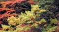 色とりどりの紅葉に染まるブナ樹海ライン（尾瀬御池登山口～小沢平間・標高約１４００ｍ地点）