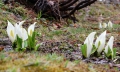 近年になく多くの雪に覆われた桧枝岐川渓谷にも、水芭蕉の季節が到来しました（　尾瀬野裏の檜枝岐川渓谷のほとりにて・２０１７年５月１日　）。これから尾瀬沼や尾瀬ヶ原の広大な湿原でも、限りなく美しい水芭蕉の姿や群生が見られてゆくことと思います。