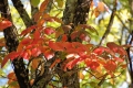 サワグルミの木にツルを伸ばし美しい紅葉の姿を魅せるツタウルシ　(２０１７年９月２９日・小沢平開墾地にて）。