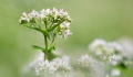 朝日を浴びて朝露に光り輝く蕎麦の花。友人のカメラマンの人に蕎麦の花の美しさについて聞いてはおりましたが、自分でカメラで撮影してみて、改めて蕎麦の花の美しさに驚いております。本当に美しく綺麗です。