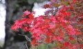 早いモミジはもう真っ赤な紅葉の姿を魅せる季節となってきています（２０１８年９月２０日・標高約１３５０ｍ地点）。
