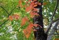 ツタウルシの紅葉が最盛期を迎えております。漆かぶれなどの毒性もあるみたいですが、まるで虹色に光り輝くような美しさは原生林を鮮やかな秋の紅葉の姿へと導いているようです（２０１８年９月２６日・尾瀬ブナ平にて）。