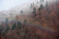 尾瀬ブナ坂より標高約１３００ｍ付近の晩秋の原生林と、霧氷に覆われた雪の原生林そして虹を望む（２０１８年１１月１日）。