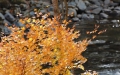 尾瀬野・男性浴室より、清流桧枝岐川の川の流れと紅葉に染まるモミジの姿を望む（２０１８年１０月２９日）。