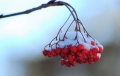 今年の初冬では、ナナカマドの赤い実がよく目立っているようでした（２０１８年１２月１８日）。