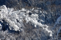 スキー場のオープンを翌日に控えた２０１８年１２月２１日、湿り気のある雪が霧氷となり木の枝を白銀に染める光景が美しく見事でした（檜枝岐村・下畑地区）。