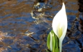 清らかな水の中で、朝日を浴びる水芭蕉の姿は本当に美しく綺麗です。待望の春の季節を感じるとともに、心洗われるものがあります(２０１９年４月２４日・村内にて）。