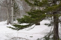 ブナの原生林の残雪の雪景色を楽しめる季節の到来ですが、今年は予想以上に残雪が多いようです（２０１９年５月２日尾瀬ブナ平にて））。