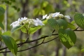 朝日を浴びて可憐に光り輝くオオカメノキの純白の花々と緑の葉は本当に美しく綺麗でした（２０１９年５月１６日）。