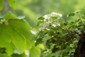 ノリウツギの花々がブナの原生林内で美しい姿を魅せる季節となりました。（２０１９年６月２０日）