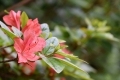 山ツツジが満開でした(小沢平ブナ樹海ラインにて・２０１９年７月１１日）。