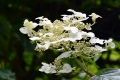 ノリウツギの花々が、原生林内を彩る季節。山アジサイとともに美しい姿が、原生林内のいたるところで見られます（２０１９年７月２２日）。