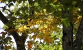 今の時期(９月中旬～９月末頃）では、ブナの木の青葉と紅葉の黄色の色合いが美しく見えるとともに、秋が深まってゆくのを感じる時期です(２０１９年９月２５日）。