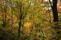 鮮やかな紅葉に染まるブナの原生林の様子です(２０１９年１０月２３日・小沢平ブナ樹海ラインにて）。
