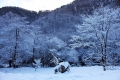 霧氷の美しさに染まる桧枝岐村の３月の自然の光景です（檜枝岐村下畑地区にて・２０２０年３月１６日、夜明け頃の早朝にて）。