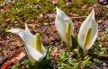 少雪の冬にもかかわらず美しい姿を魅せ始めた水芭蕉。長い冬が終わり、待望の春の始まりを感じる日々でした(２０２０年４月２７日・尾瀬野より望む桧枝岐川渓谷にて）。