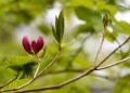 新緑が始まりを迎える中、今年初めてムラサキヤシオツツジのつぼみと花々に出会ったのがこの日でした（２０２０年５月９日）。