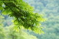 サワグルミは新緑から夏の濃い緑まで、原生林の中で美しい葉の姿が見られます（２０２０年６月１４日）。