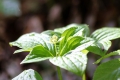 初夏の針葉樹林帯を美しく彩るゴゼンタチバナが花をつけ始めたのがこの頃でした（２０２０年６月１６日）。