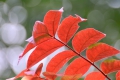 漆の紅葉が一段と赤みを増してきたこの頃でした（２０２０年１０月２日）。