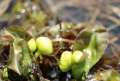 尾瀬国立公園の春の名花・リュウキンカの芽吹きの姿が、雪解けとともに見られるのがこの頃です（２０２１年５月１５日）。