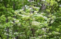 鮮やかな原生林の新緑の中で、ひときわ美しく光り輝くオオカメノキの純白の花々（２０２１年５月１９日）。