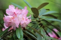 モーカケの滝のアズマシャクナゲが今年は、本当に多くの可憐な花を咲かせており感動でした（２０２１年５月２２日）。