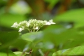 可憐で美しい山アジサイの花々の姿が見え始めたのがこの頃でした（小沢平ブナ樹海ラインにて・２０２１年７月６日）。