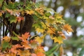 遅い紅葉の中、尾瀬ブナ平全体のモミジの紅葉の色合いが美しくなり始めたのがこの頃でした（２０２１年１０月１３日）。