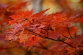 鮮やかなモミジの紅葉が続いていた小沢平ブナ樹海ラインの秋の景観は本当に素晴らしいものでした（（１１月２日・１０時０２分）。