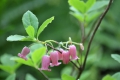 ツツジの花々は、みんな好きですが、湿原で見るウラジロヨウラクツツジの神秘的な美しさは、また格別ですね（２０２２年７月６日）。