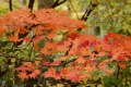 １０月１８日(火）頃の尾瀬ブナ坂では、モミジの紅葉が最盛期を迎え始め、色鮮やかな原生林が、紅葉の素晴らしさを物語っているようでした（尾瀬国立公園ブナ坂にて・２０２２年１０月１８日）。