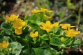 水芭蕉とともに見る、深山の春の名花であるリュウキンカの花々の美しさは、いつ見ても別格であり奥深さが違います（２０２３年４月１８日）。