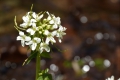 清らかな雪解け水のそばで見る山ワサビの花。春の美しい花々の一つです（２０２３年４月２４日）。